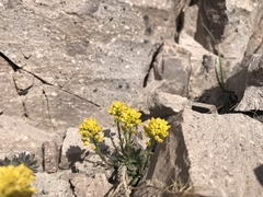 Draba aureola