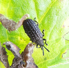 Microrhopala excavata