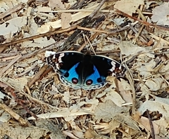Junonia orithya orithya