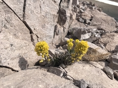 Draba aureola