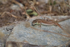 Podarcis ionicus