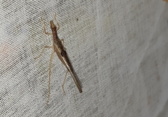 Neoxabea cerrojesusensis