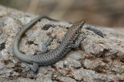 Greek Rock Lizard, Peloponnese, Peloponnese, Western Greece and the Ionian Islands, GR, photo 10 of 10