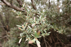 Leptospermum grandifolium