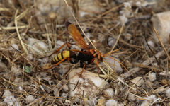 Cryptocheilus annulatus