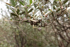 Leptospermum grandifolium
