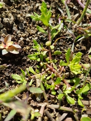 Centipeda minima minima