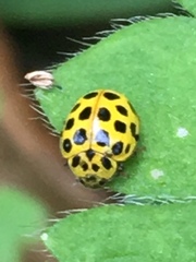 Psyllobora vigintiduopunctata