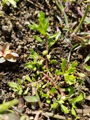 Centipeda minima minima