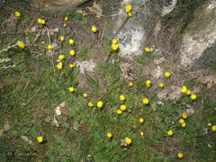 Ranunculus nigrescens