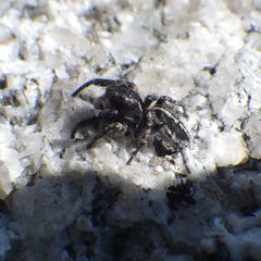 Pellenes peninsularis