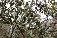 Leptospermum grandifolium