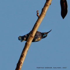 Cinnyris asiaticus