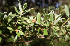 Leptospermum grandifolium