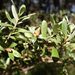 Leptospermum grandifolium - Photo (c) Wayne Martin, some rights reserved (CC BY-NC), uploaded by Wayne Martin