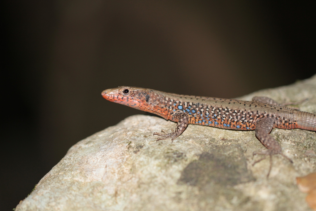 Greek Rock Lizard