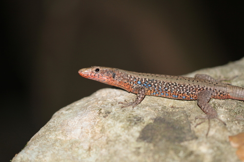 Greek Rock Lizard