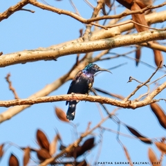 Cinnyris asiaticus