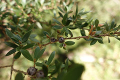 Leptospermum grandifolium
