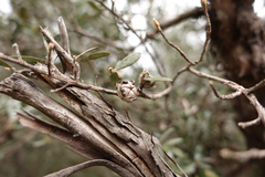 Leptospermum grandifolium