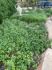 Ceratostigma plumbaginoides