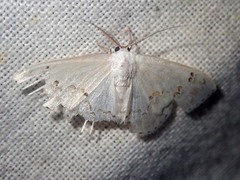 Teldenia specca