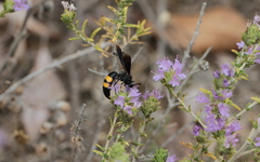 Stizoides tridentatus