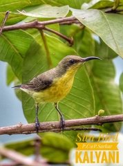 Cinnyris asiaticus