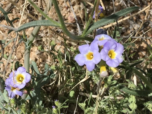 Fremont's phacelia (Phacelia fremontii)