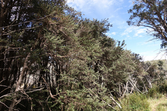Leptospermum grandifolium
