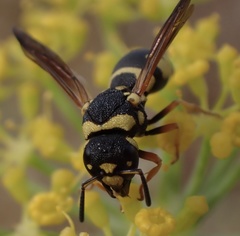 Parodontodynerus ephippium