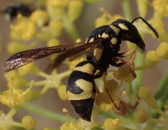 Parodontodynerus ephippium