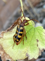 Xestoleptura