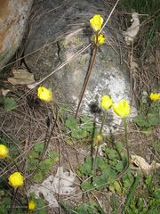 Ranunculus nigrescens