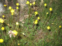 Ranunculus nigrescens