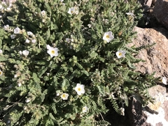 Polemonium pulcherrimum shastense