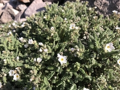 Polemonium pulcherrimum shastense
