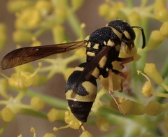 Parodontodynerus ephippium