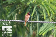 Lonchura punctulata
