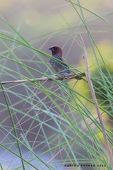 Lonchura punctulata