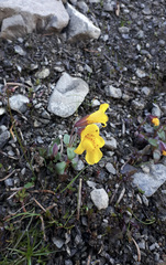 Erythranthe caespitosa