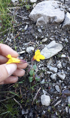 Erythranthe caespitosa