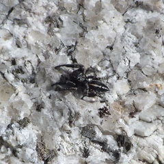 Pellenes peninsularis