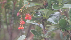Berberis goudotii