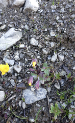 Erythranthe caespitosa