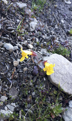 Erythranthe caespitosa