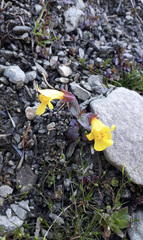 Erythranthe caespitosa