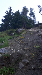 Erythranthe caespitosa