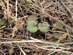 Ranunculus nigrescens