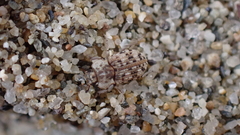 Leichenum